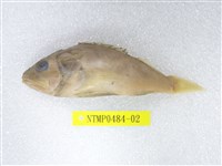 藏品(囊頭鮋)的圖片